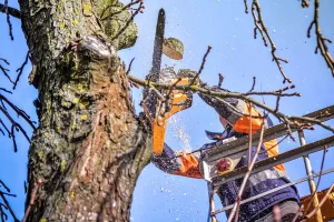 abattage-arbres-vosges-et-haute-saone-desirenov-300x200 Galerie Photos  
